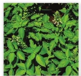 gambar tanaman banyak di halaman detail