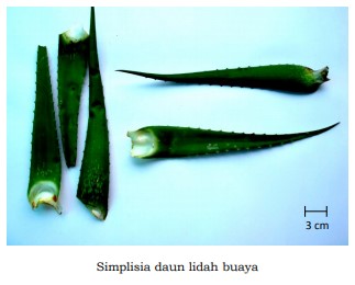 gambar simplisia di halaman detail