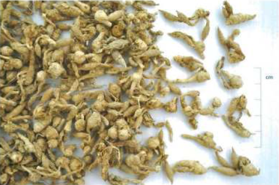 gambar simplisia di halaman detail