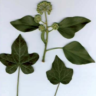 gambar simplisia di halaman detail