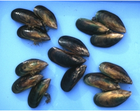 gambar tanaman banyak di halaman detail