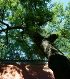 gambar tanaman banyak di halaman detail