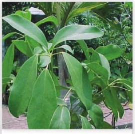 gambar tanaman banyak di halaman detail