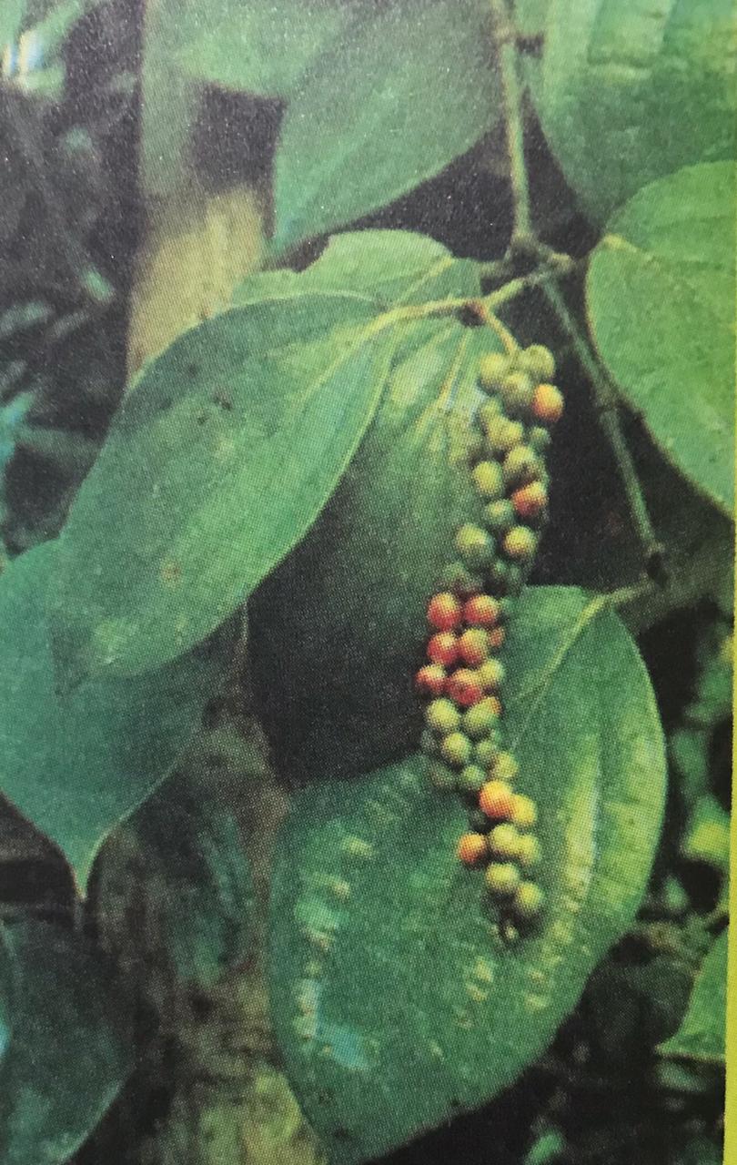 gambar tanaman banyak di halaman detail