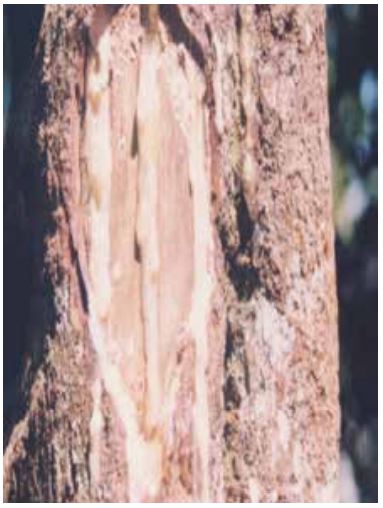 gambar tanaman banyak di halaman detail