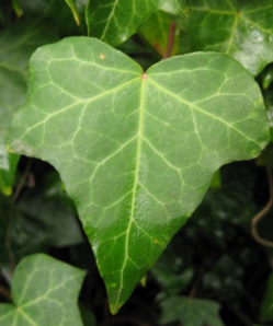 gambar tanaman banyak di halaman detail