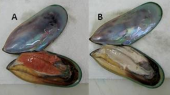 gambar pemerian di halaman detail